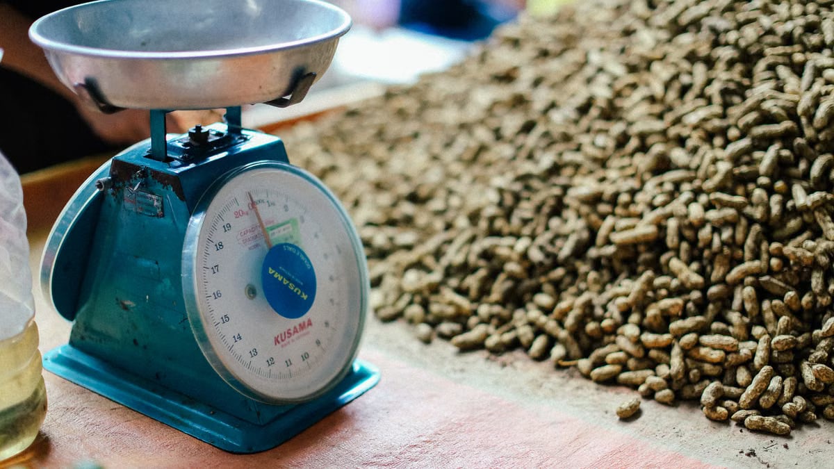 Close-up of a vintage Kusama weight scale beside a large pile of peanuts in natural light.
